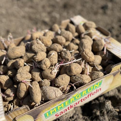 Kartoffel 5