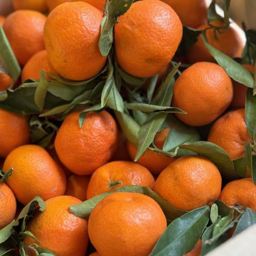 Wolfsklasse Gesunde Jause 5